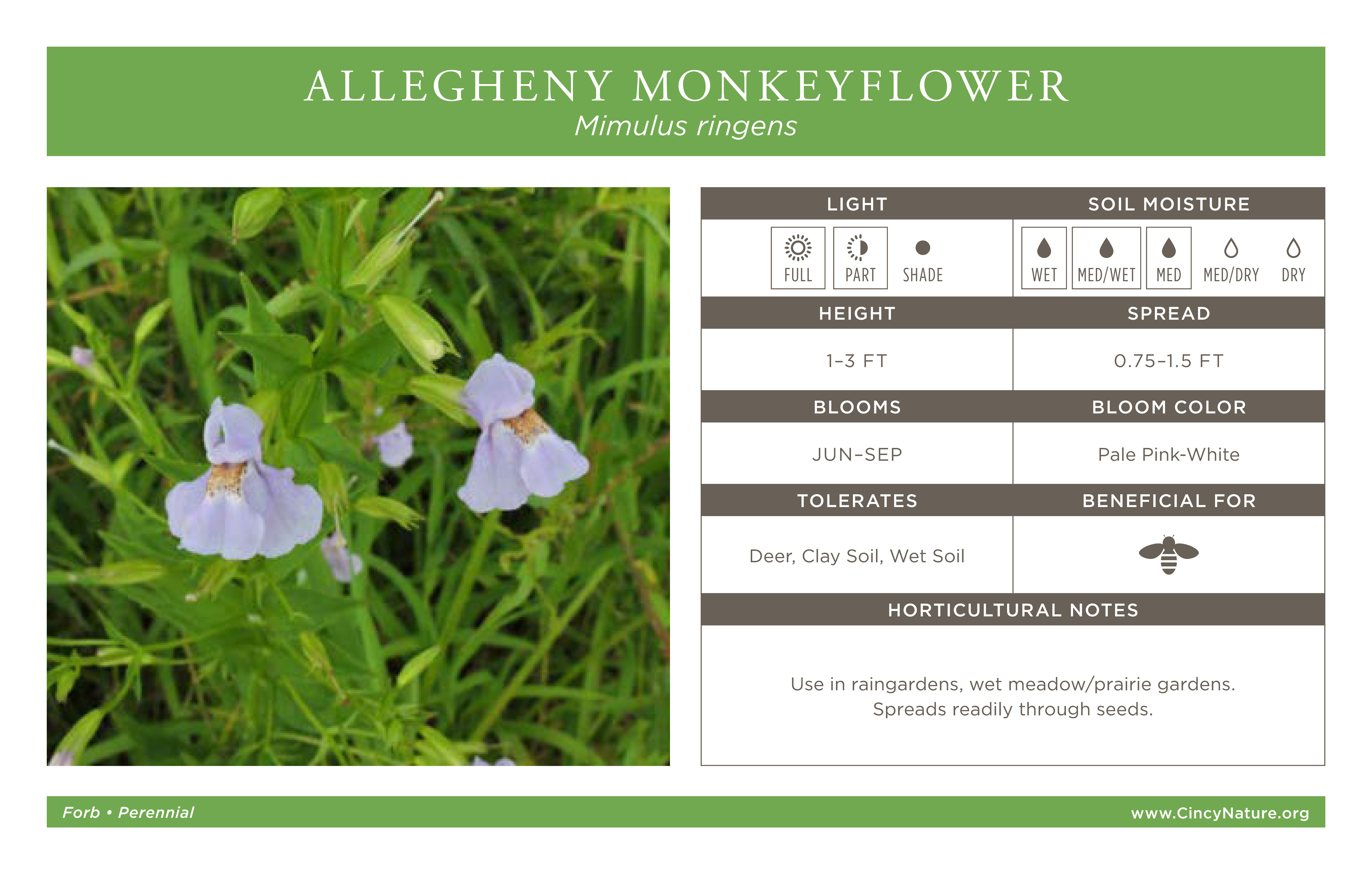 A graphic about Allegheny Monkeyflower
